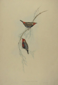 John Gould Birds of Australia